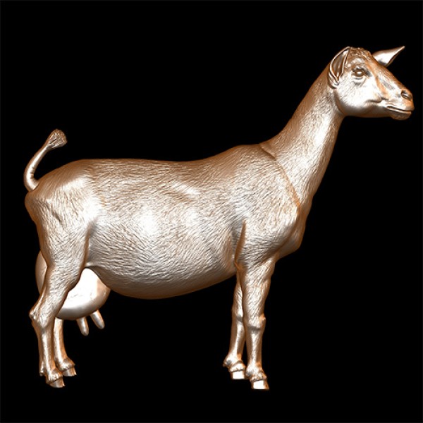 Dairy Goat